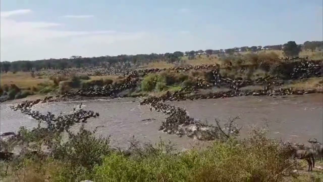Megaherd crossing over the Mara river!