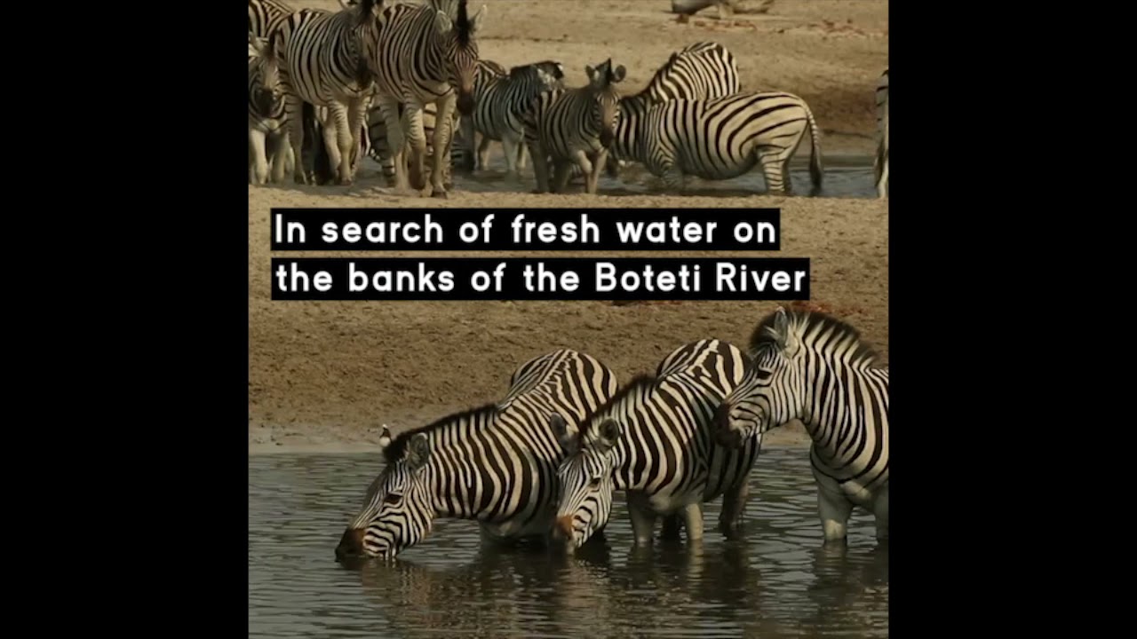Understanding the Botswana Zebra Migration