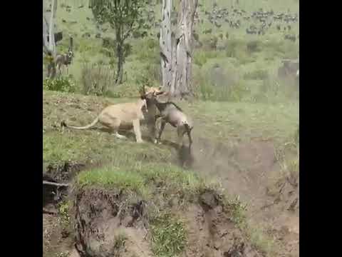 The Great Wildebeest Migration one of the Seven New Wonders of the World