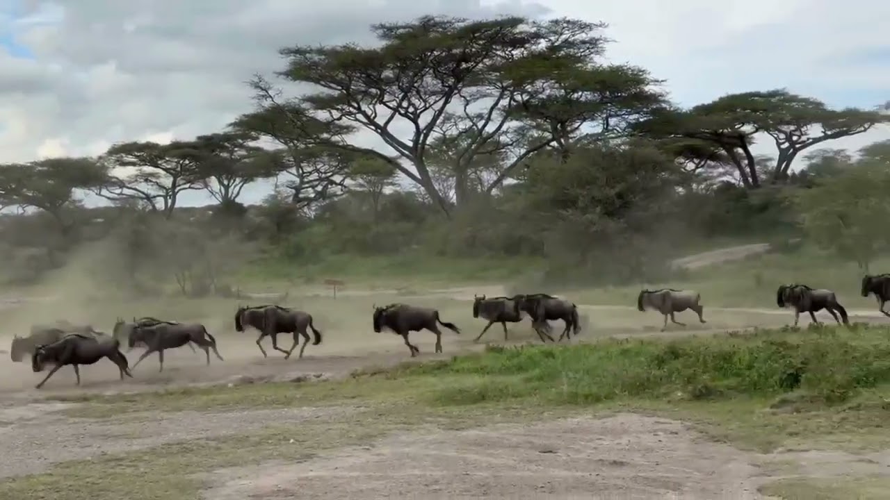 Massive herd spotted at Ndutu Swamp!