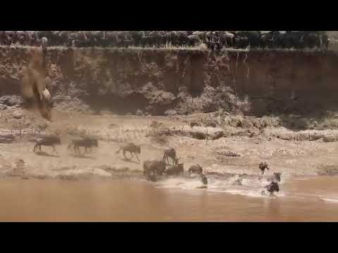 Action in the Mara River at crossing point no4!
