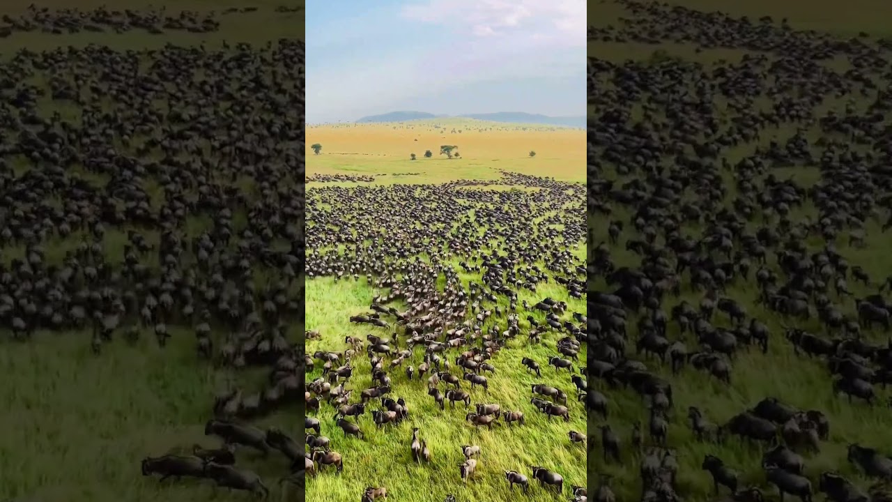Massive wildebeest herd spotted from a hot-air balloon in Seronera!