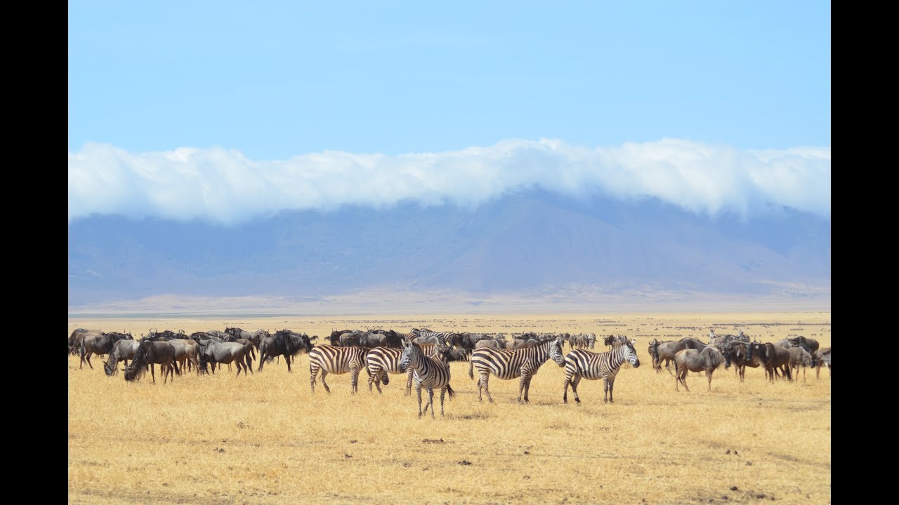 The Migration guaranteed calving season January to March