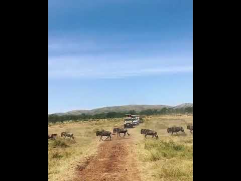 The Serengeti migration roaming for grazing land in the western corridor of the Serengeti