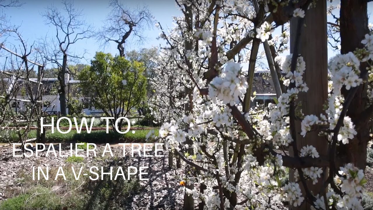 How To: Espalier a Tree In a V-Shape