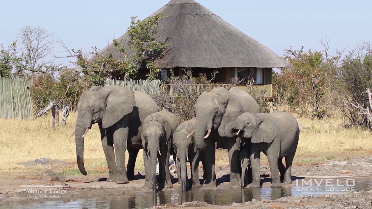 Imvelo Safari Lodges - Nehimba Lodge - Hwange National Park