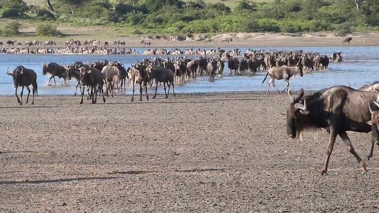 The wildebeest migration is heading back to Ndutu