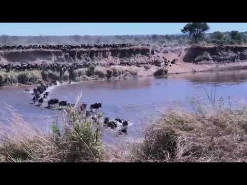 Massive Mara river crossing at no 1!