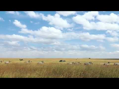 A glimpse of zebras roaming around for grazing land in the western Serengeti