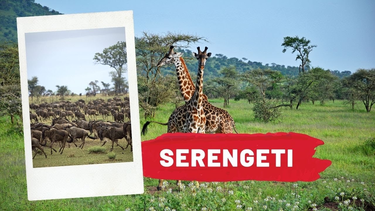 Serengeti, The Great Wildebeest Migration