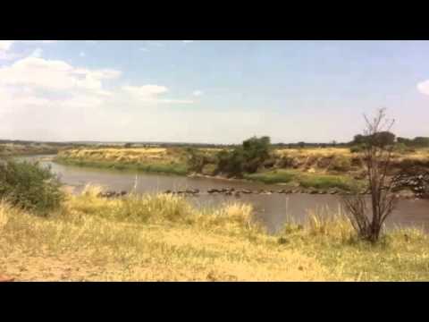 Wildebeest migration crossing the Mara River at crossing point four