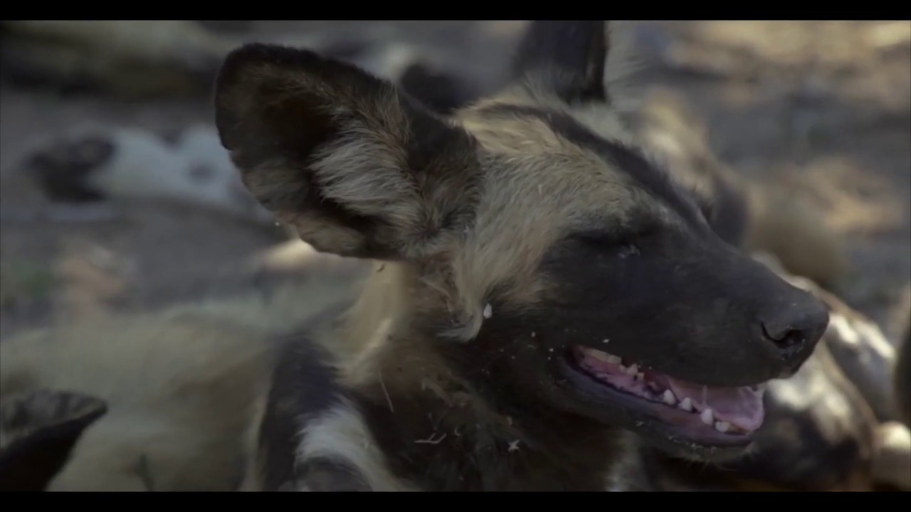 15 day Kruger, Cape Town, Mauritius Bush and Beach safari