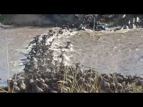 #HerdtrackerUpdate : Fantastic River crossing on the 20th of August 2021! Part 1