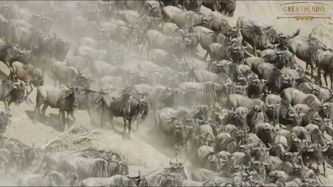 The Great Migration - Great Plains Conservation