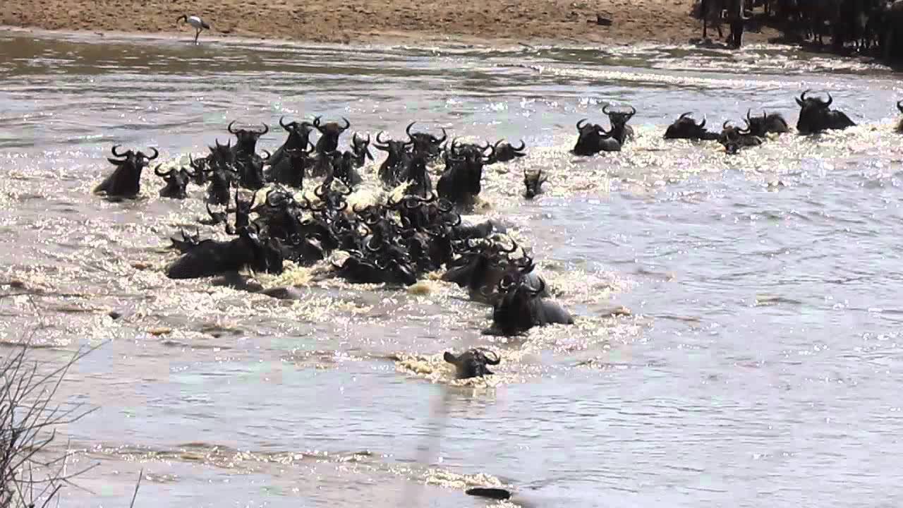 Wildebeest migration crossing the Mara River at crossing points 2-8 - Part 3