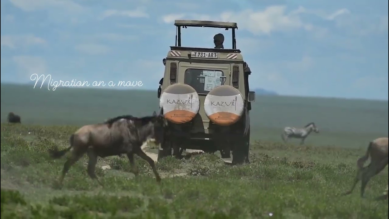 Wildebeest on the move in the Serengeti