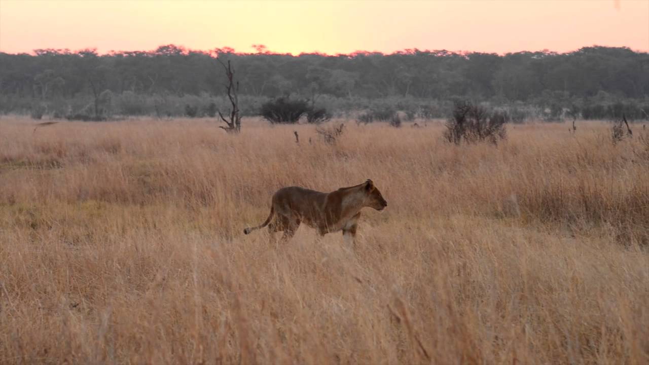 Cecil's Lion Cubs & Females  alive & well - African Bush Camps