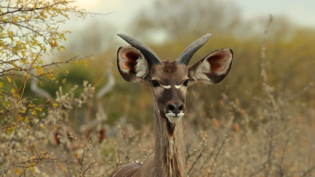 Ker & Downey Botswana - Dinaka - Short Version (Official Video)