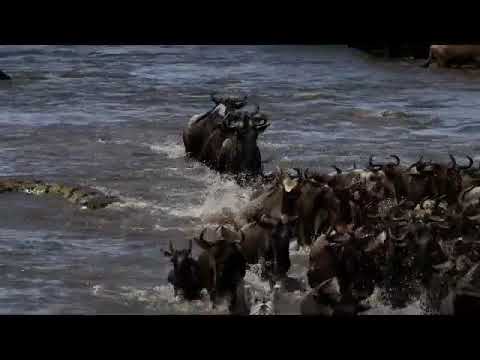 Huge crocodiles lurk during a Mara river crossing!