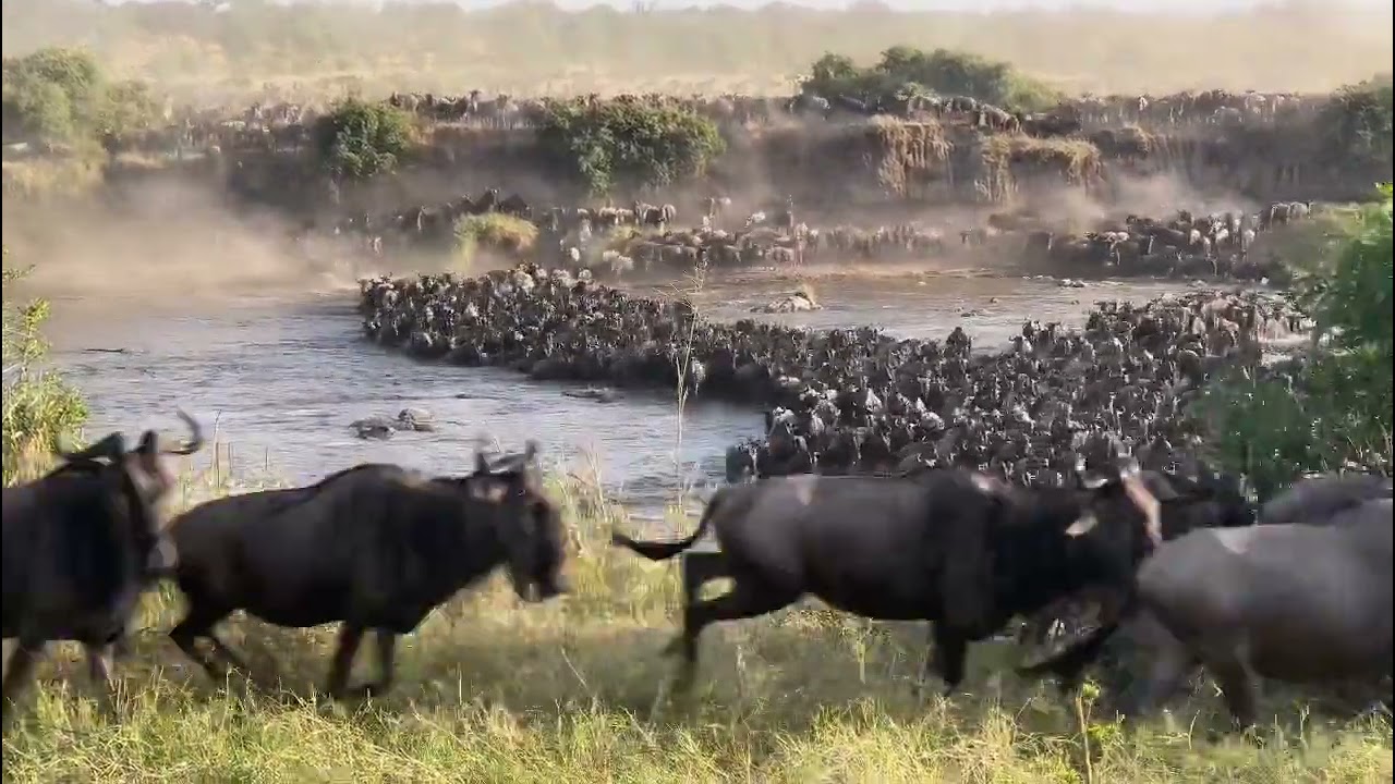 Megaherd crosses the Mara river at crossing no 2!