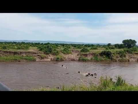 Herd spotted crossing the Mara river at no 0