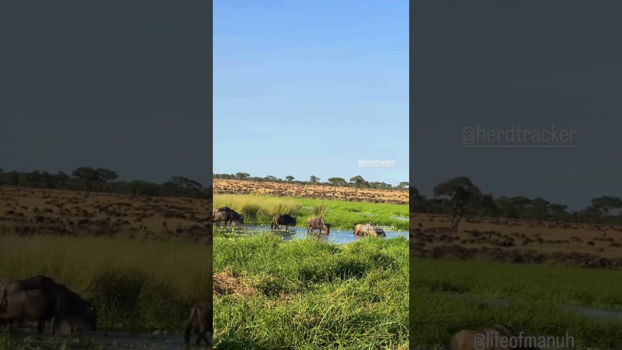 Huge wildebeest herd spotted grazing in Nyasirori, Western Serengeti