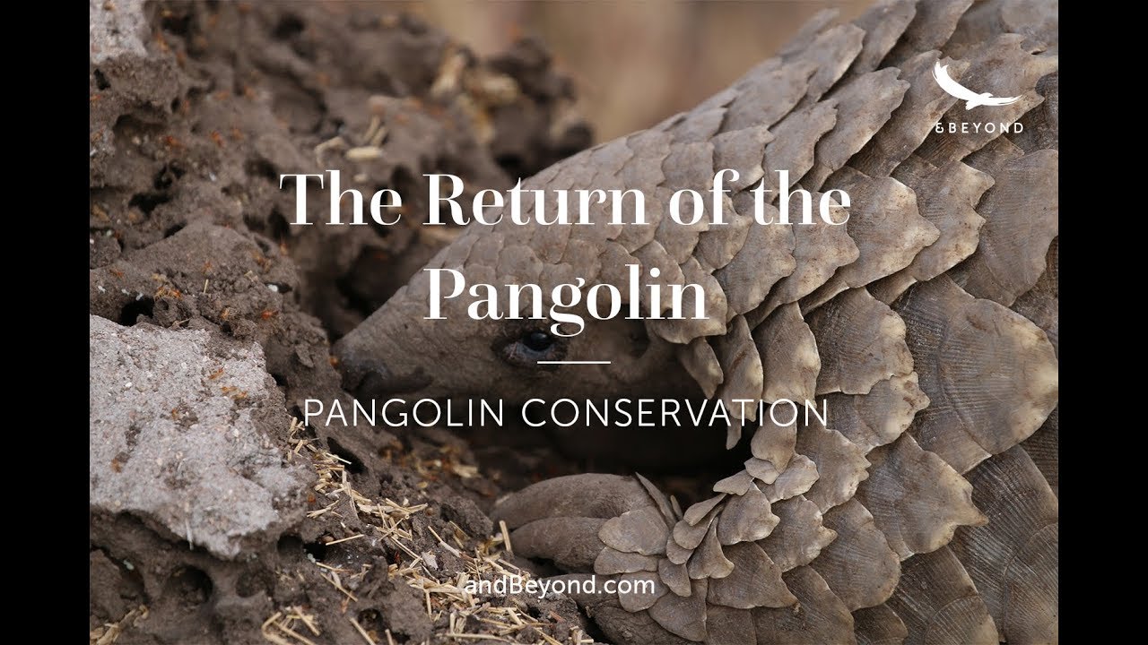 The Return of the Pangolin | Pangolin Conservation | Phinda Private Game Reserve