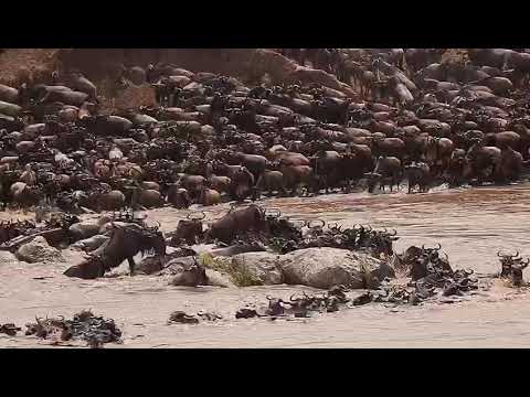 Latest #HerdTracker update: Huge crossing at point number 7 from the North to the Southern Serengeti