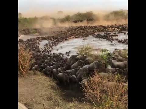 Mara River crossing in the Northern Serengeti (Tanzania)