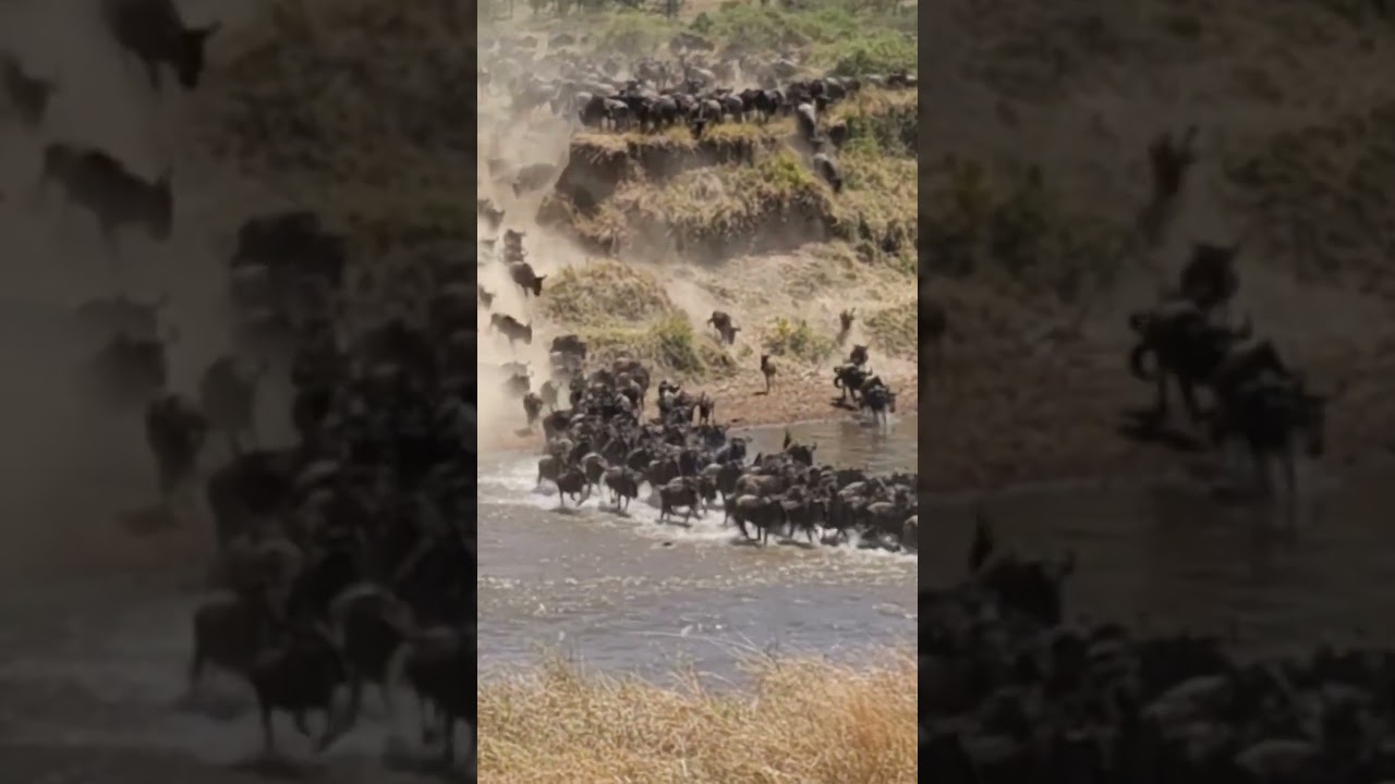 Huge Mara river crossing at no 3