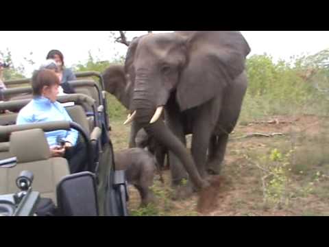 Elephant cow with calf