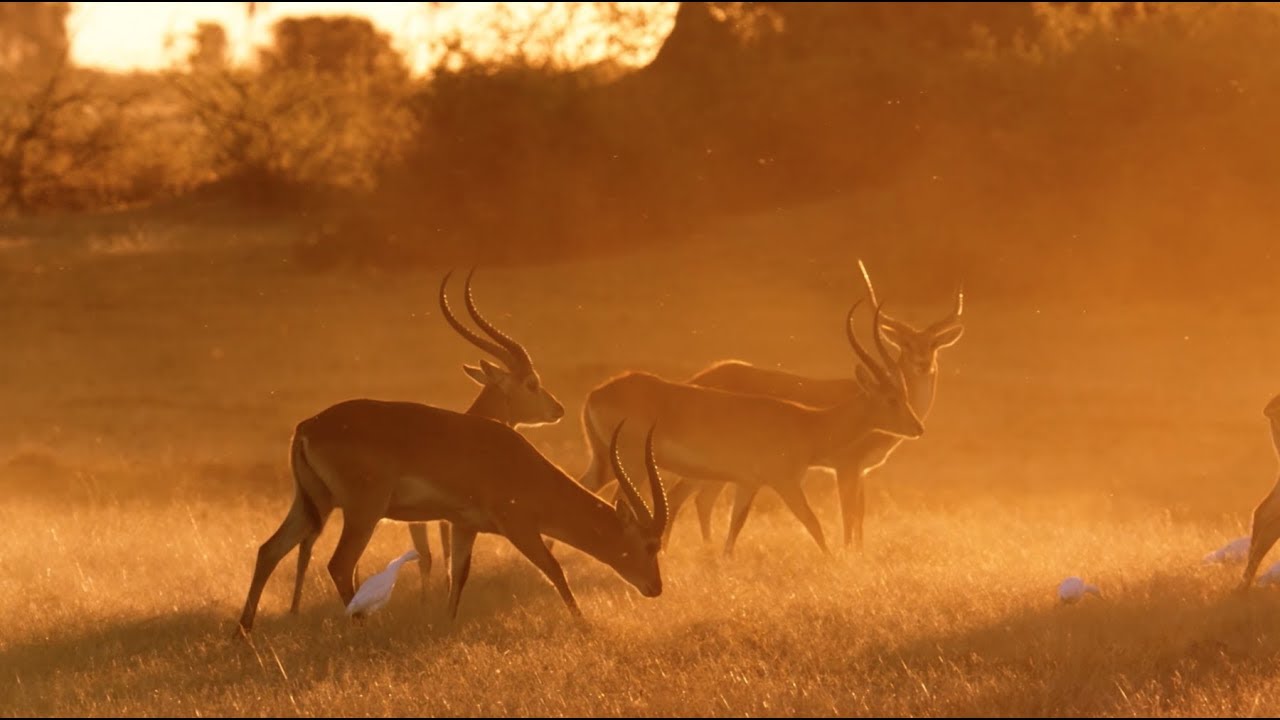 Moving Art by Louie Schwartzberg