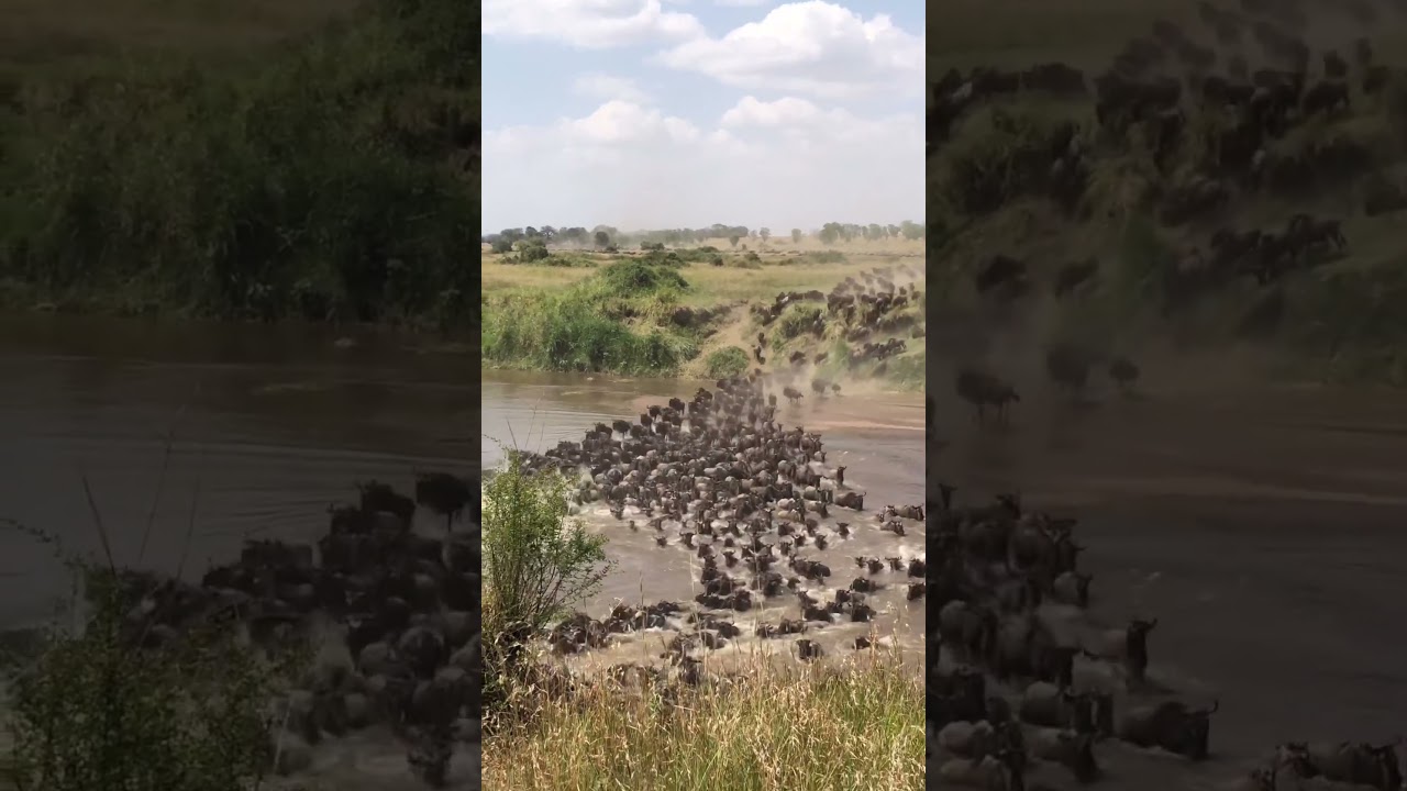 Massive crossing at the Mara river!