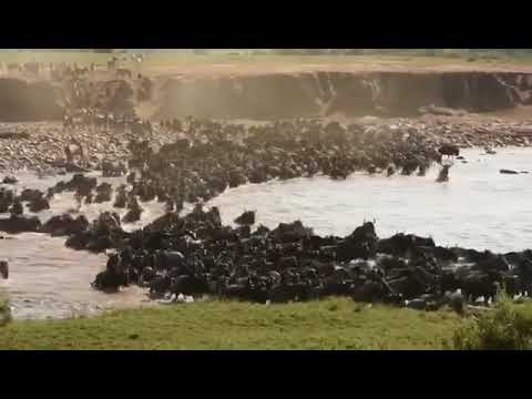 Latest #HerdTracker update: Last big herd crossing in the northern Serengeti