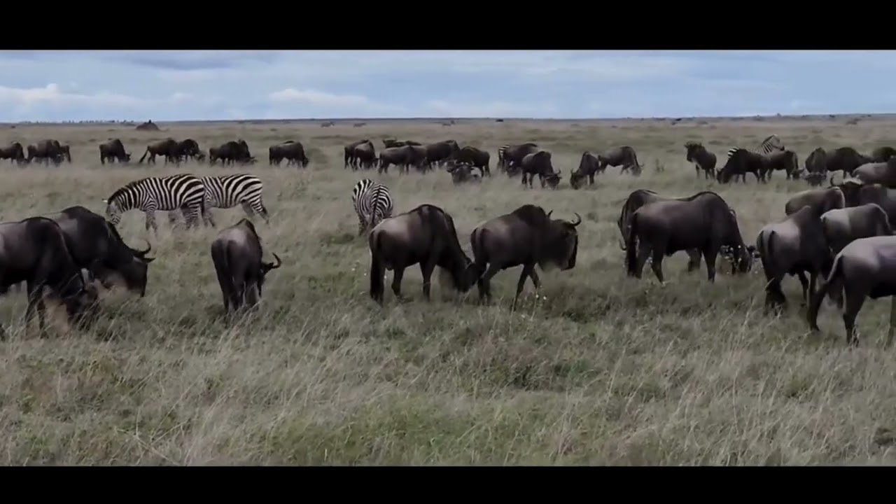 Massive herd spotted near Naabi Hill!