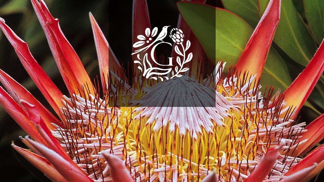 The Cape Floral Kingdom - Grootbos Private Nature Reserve