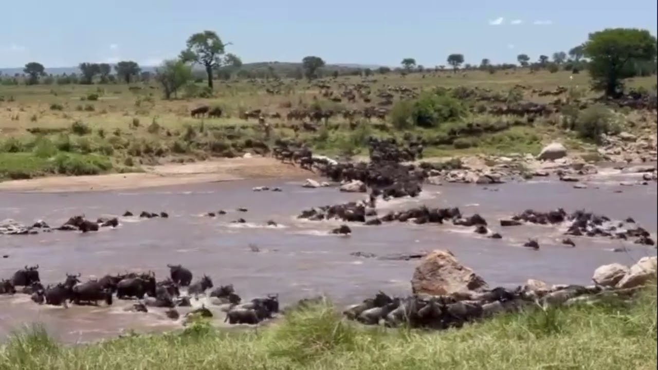Huge wildebeest crossing between point nr. 0-1