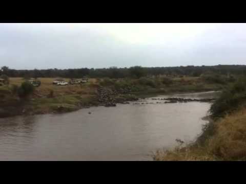 Wildebeest migration crossing the Mara River at crossing point number 4 - HerdTracker