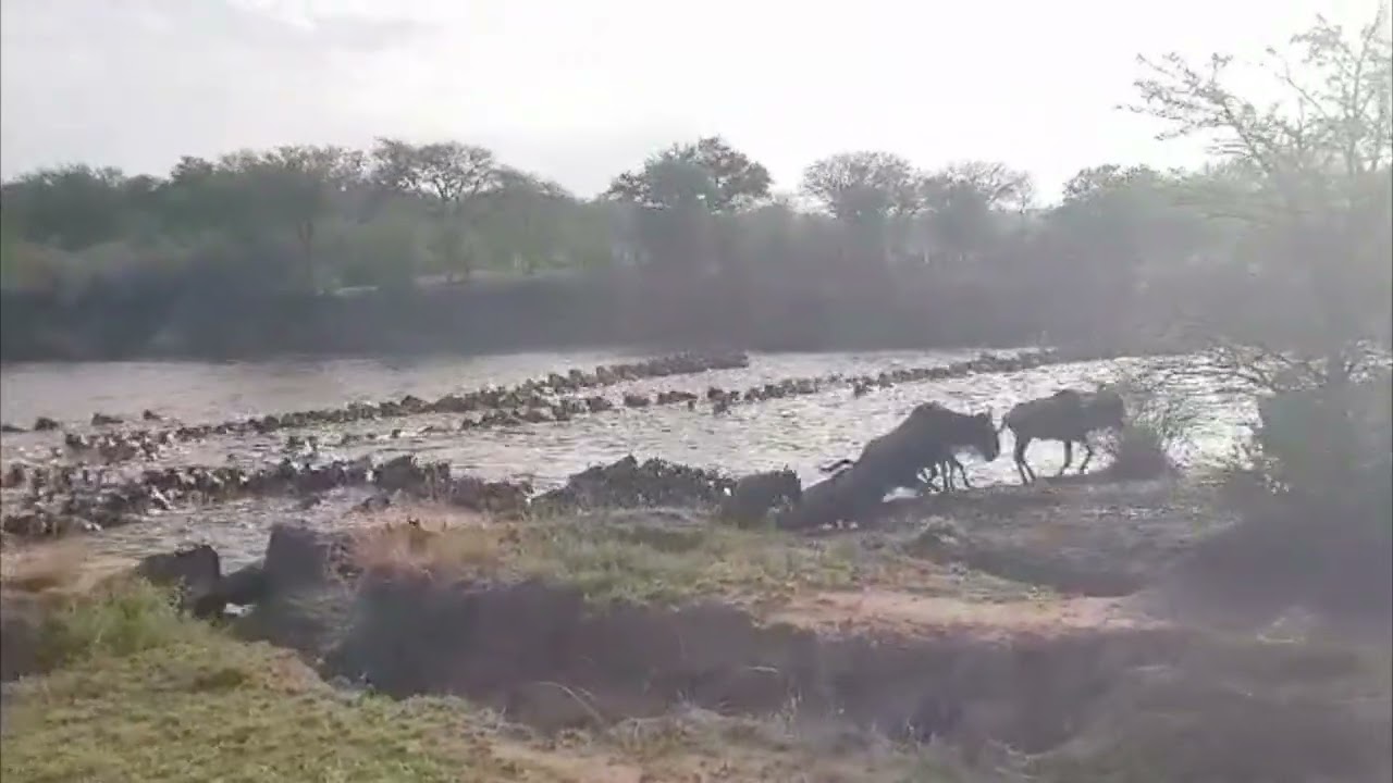 Megaherd crosses the Mara river at no 6!