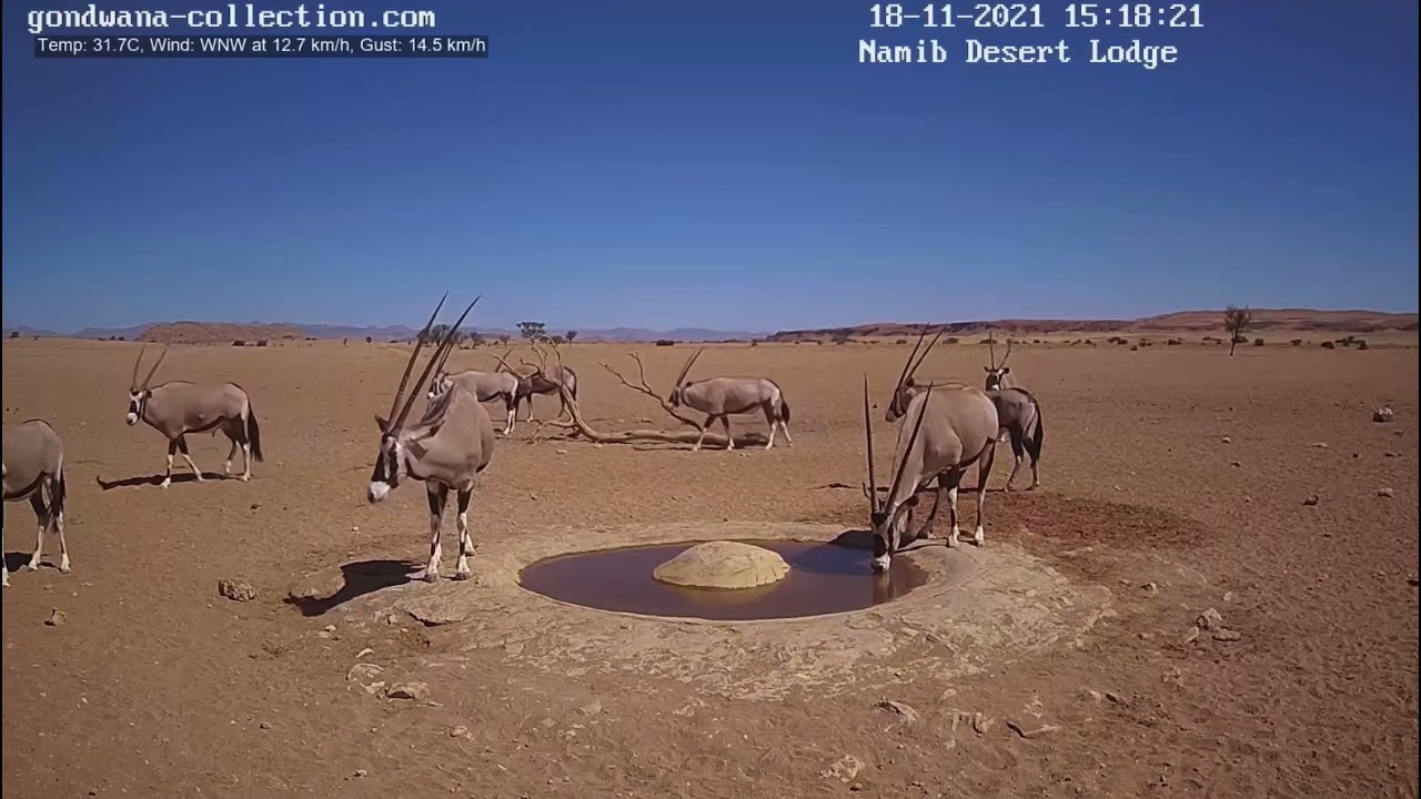 NamibiaCam: Sounds of an agitated male Oryx - 18 November 2021