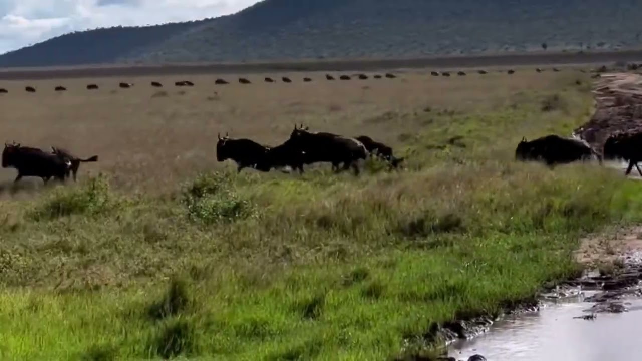 Huge herd spotted moving at Seronera