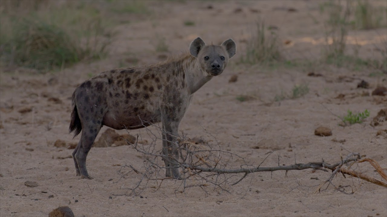 Jock ACTIVITIES   January 2020