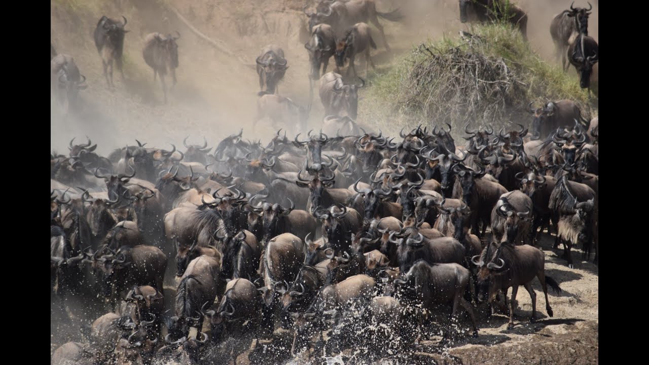 The Great Migration Crossing 2021- "A dream come true"