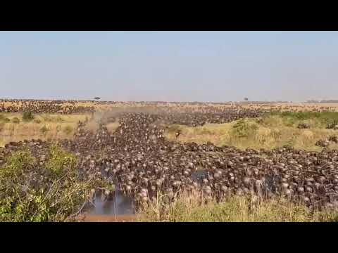 Megaherd crossing at the Sand river!