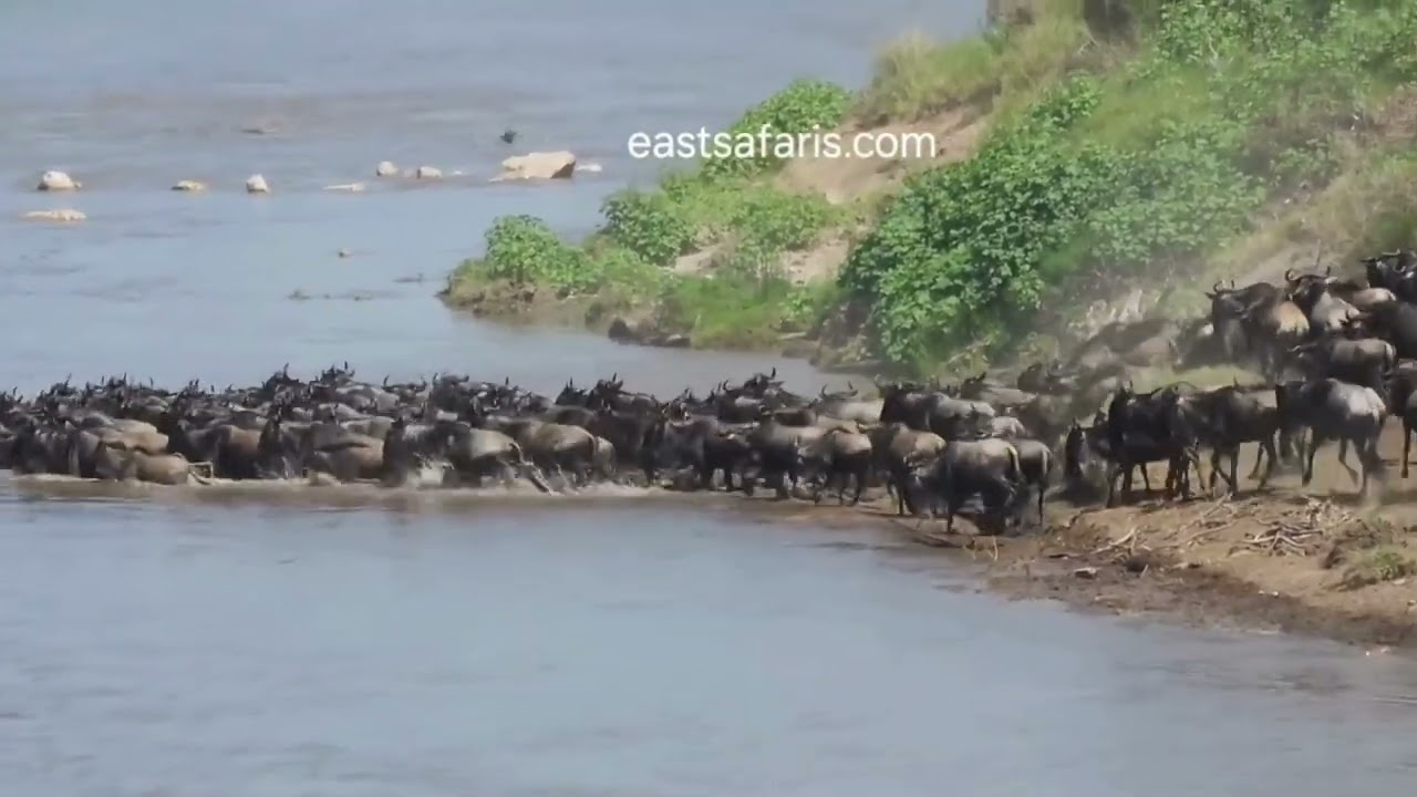 Massive amounts of wildebeest herds still crossing at nr. 0!