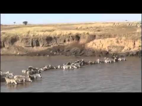 Wildebeest migration crossing the Mara River - Kevin Twiddy