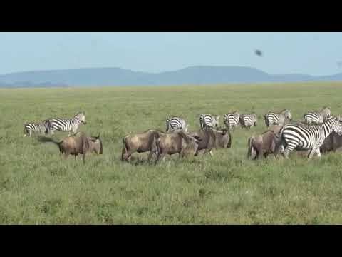 Latest #HerdTracker update: Wildebeest and zebra in the Central Serengeti