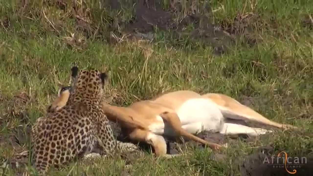 Leopard dusts herself off and tries again