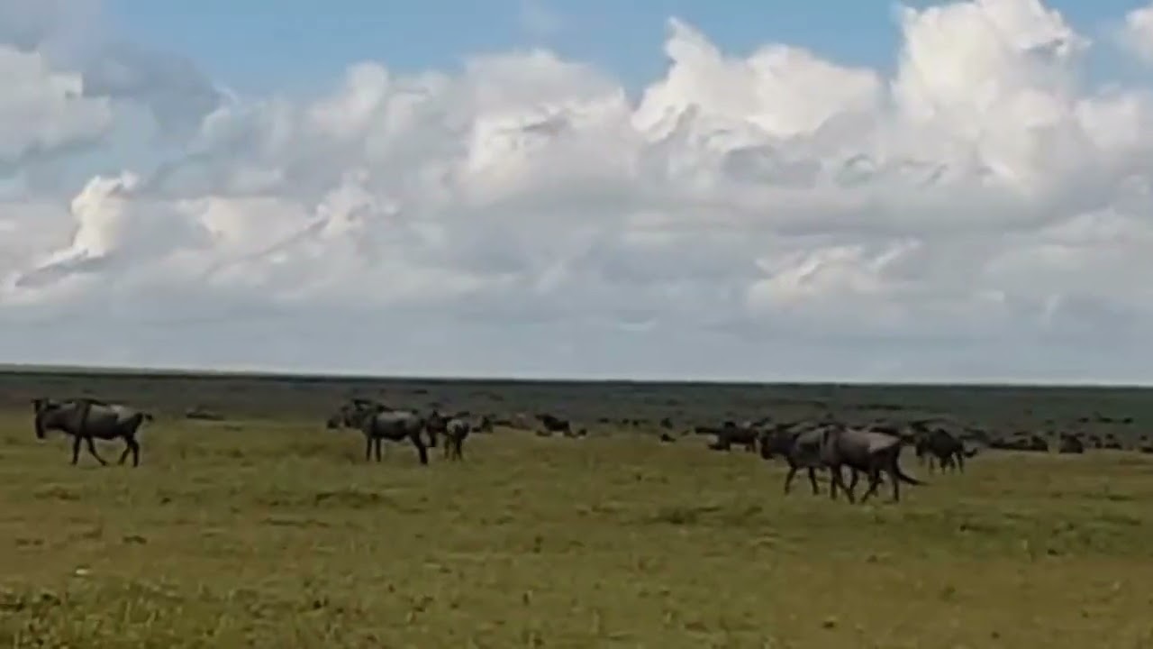 Huge wildebeest herd spotted near Gol Kopjes heading east!