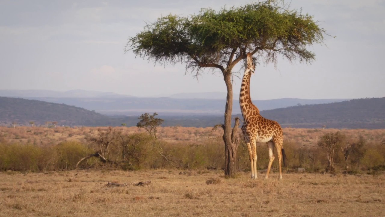 Tanzania Honeymoon Safari